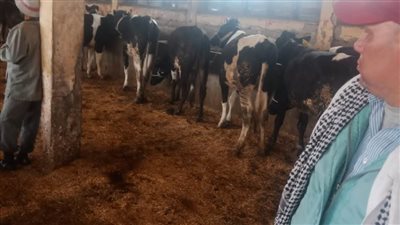 انطلاق فاعليات الحملة القومية للتحصين بلقاحي الجلد العقدي وجدري الأغنام بالبحيرة