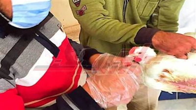 تحصين 20 ألفًا و170 طائرًا وندوات إرشادية عن أهمية التحصينات بكفر الشيخ