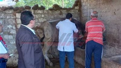 حملة قومية لتحصين 157 ألفًا و621 رأس ماشية ضد الجلد العقدي وجدري الأغنام بكفر الشيخ