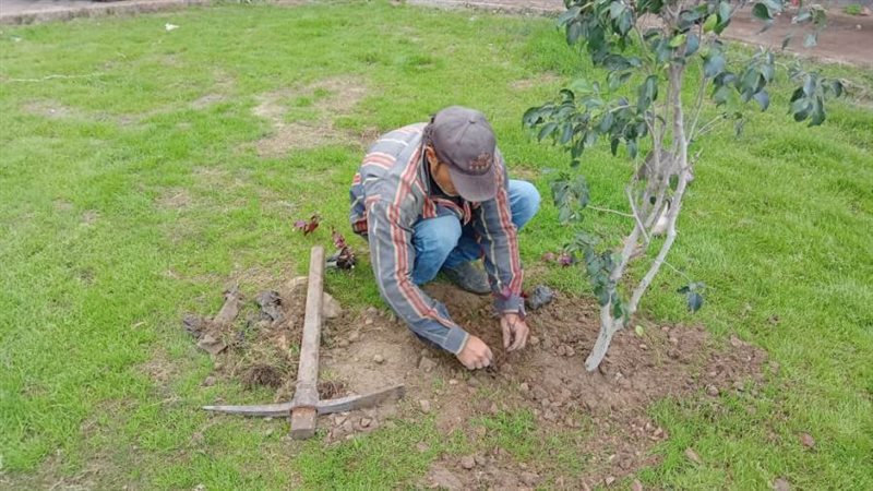 زراعة الأشجار