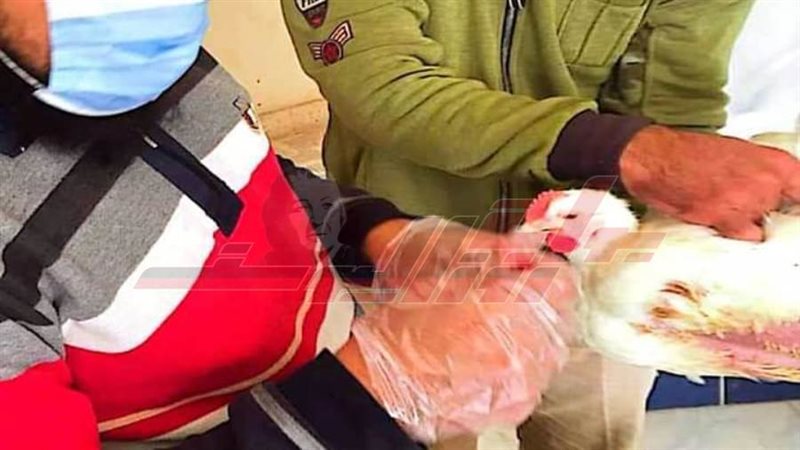 تحصين الطيور