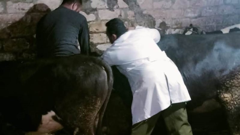 تحصين 39 ألف رأس