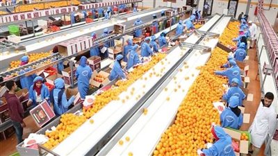 رئيس الحجر الزراعي: المنتجات الزراعية المصرية تلقى رواجا كبيرا في الأسواق العالمية