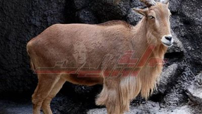 خاص.. حديقة حيوان كفر الشيخ مقصد آلاف الزوار وتضم حيوانات مختلفة