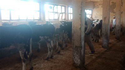 تحصين 94215 رأس ماشية ضد مرضي الجلد العقدي وجدري الأغنام بالبحيرة 