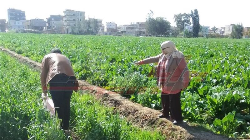 زراعة كفرالشيخ