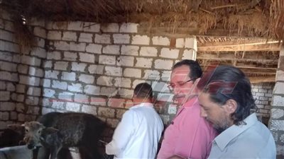تحصين 67 ألفًا و 459 رأس ماشية و23 ألفًا و600 طائر بكفر الشيخ