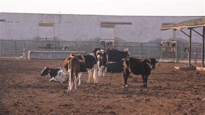 استمرار فاعليات الحملة القومية لتحصين المواشي بالبحيرة