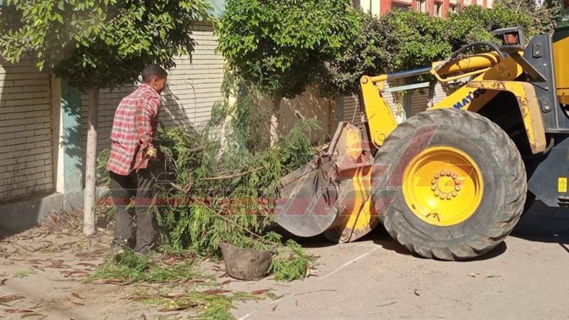 تقليم الأشجار