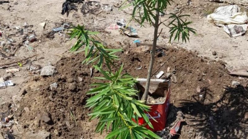 100 مليون شجرة...