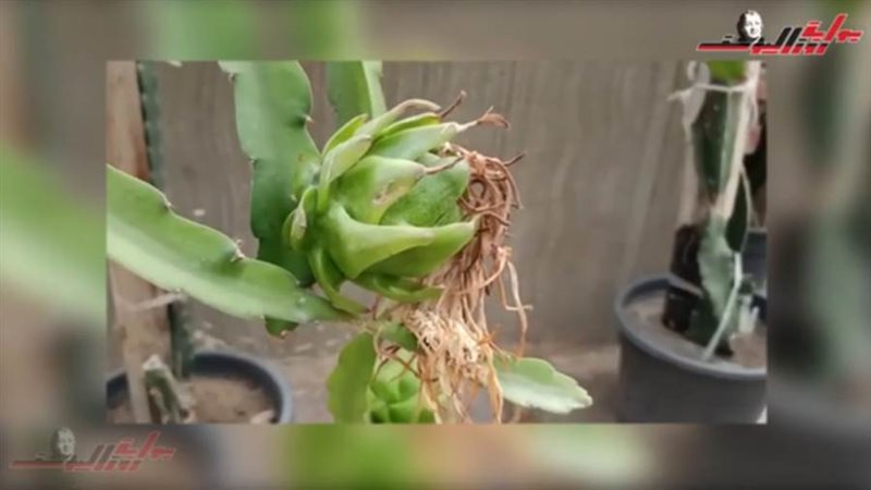 نبات الدراجون فروت