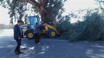 رفع شجرتي كافور من طريق الإسماعيلية الزقازيق بعد سقوطهما بسبب شدة الرياح