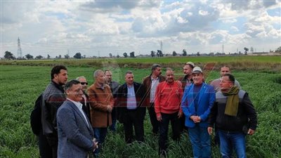 الاطمئنان على حالة المحاصيل الشتوية وحالة الإكثارات والقمح بكفر الشيخ