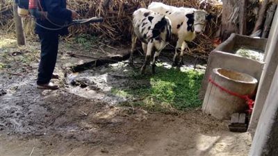 الكشف على 500 رأس ماشية في قافلة سكانية بقرية كفر الشيخ حسن بالبحيرة 