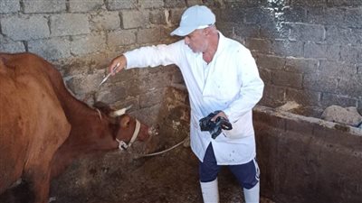 بيطري البحيرة.. استمرار فعاليات الحملة القومية لتحصين المواشي 