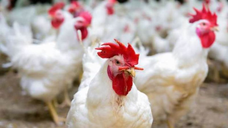 أسعار الدواجن والبيض