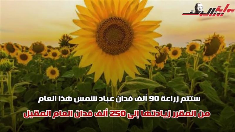 زراعة المحاصيل الزيتية