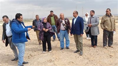 لجنة الزراعة: التزام مزارعي بني سويف بزراعة القمح على مصاطب 