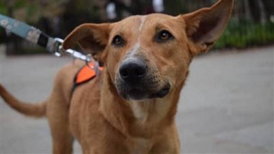 استجابة فورية من قوات الحماية المدنية بالقاهرة لإنقاذ 