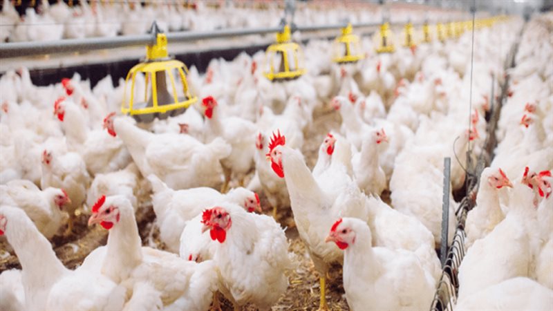 سعر الدواجن