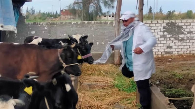 تحصين 300 ألف رأس