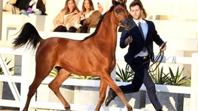 انطلاق البطولة الدولية للخيل العربية المصرية بالكويت بمشاركة 211 جوادًا أصيلًا
