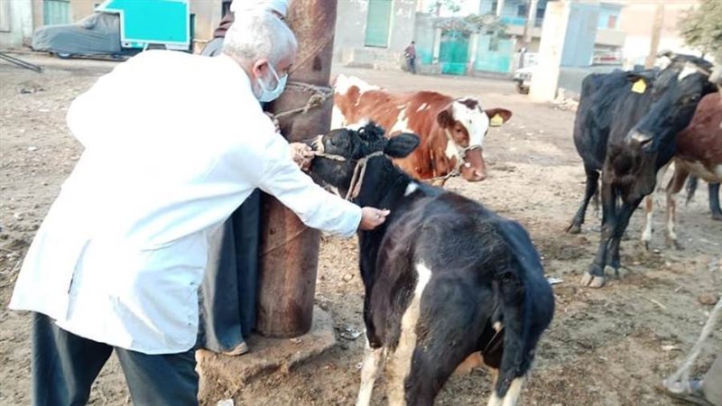 الثروة الحيوانية