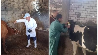 تحصين 370 ألف رأس ماشية خلال الحملة القومية لتحصين المواشي بالبحيرة 