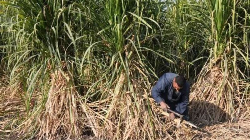 محصول القصب