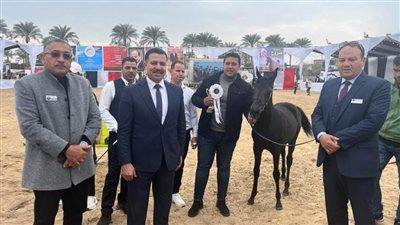 انطلاق فعاليات المهرجان الدولي السادس عشر للخيول العربية الأصيلة بالبحيرة 
