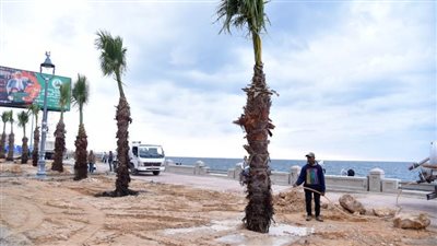 محافظ الإسكندرية يطلق مبادرة لتجميل كورنيش الإسكندرية بنخيل الزينة