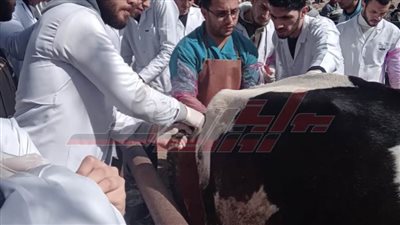 الكشف البيطري على 537 من الماشية بكفر الشيخ ضمن 
