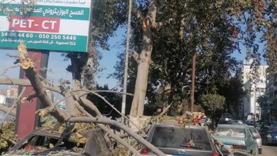 تحطم 3 سيارات سقطت عليهم شجرة بالمنصورة.. صور