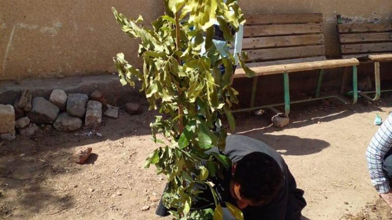 زراع أشجار مثمرة