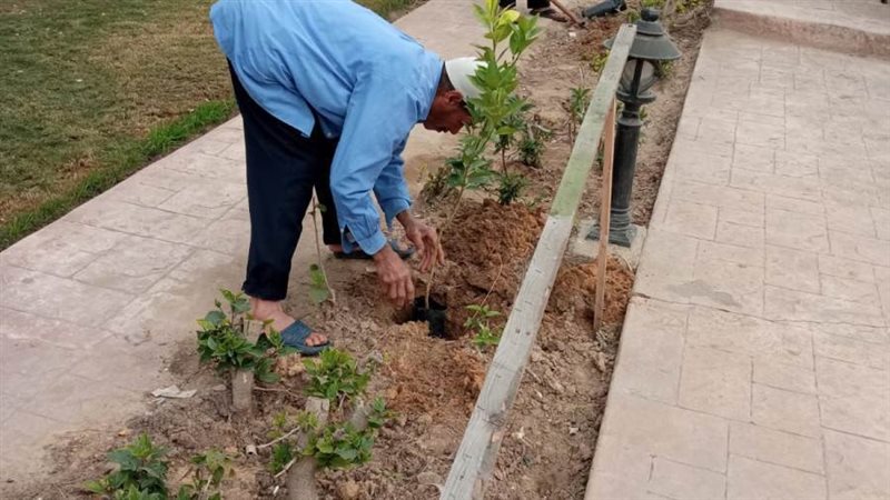 زراعة الأشجار بمكتبة