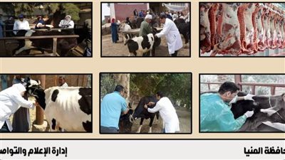 السبت.. بدء الحملة القومية لتحصين الماشية ضد «الحمى القلاعية» بالمنيا