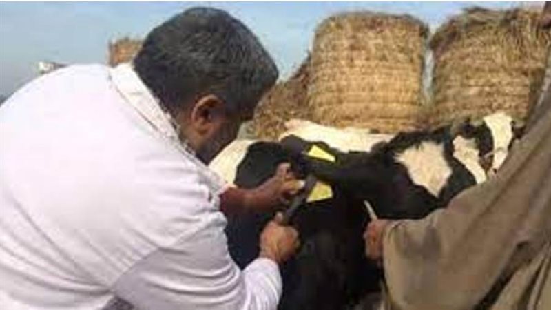 الحملة القومية للتحصين