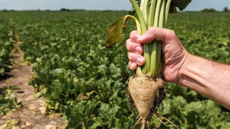 محصول بنجر السكر