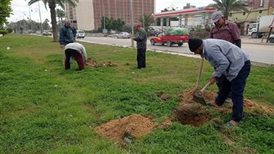 محافظ الإسكندرية : زراعة ٥٢٦٨٨ شجرة على الطرق والمحاور الرئيسية