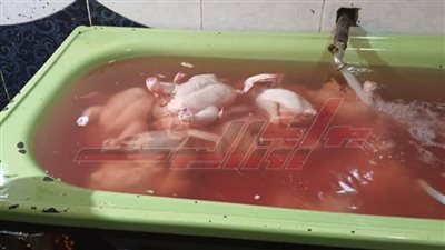 ضبط لحوم مجمدة مجهولة المصدر ودواجن محقونة بالمياه لزيادة وزنها بكفر الشيخ