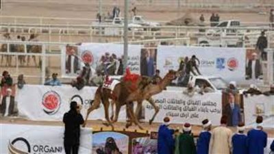 فودة يشهد ختام سباق الهجن بشرم الشيخ من 17 محافظة بمشاركة إماراتية