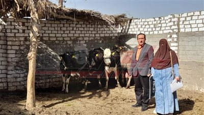 غدًا.. تحصين 212 ألف رأس ماشية ضد الحمى القلاعية والوادي المتصدع بكفر الشيخ