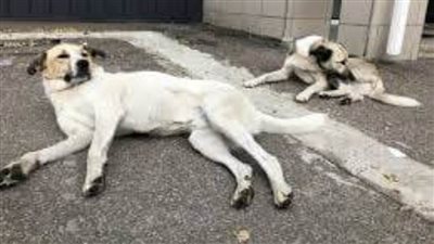 عاجل| كلاب تشيرنوبيل.. 35 عامًا وسط المباني المهجورة بعد الانفجار النووي