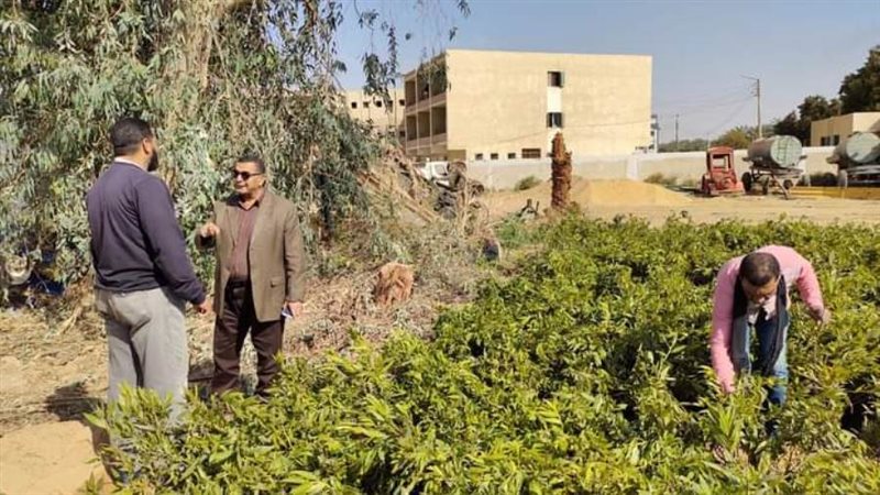 شتلات زراعيه لمراكز