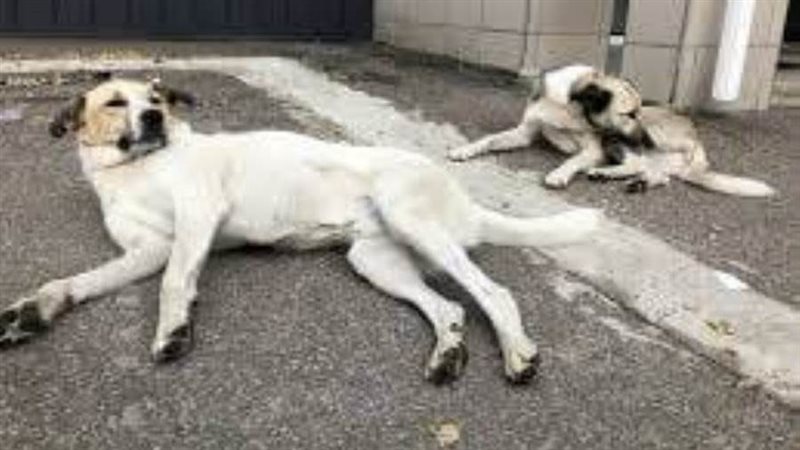 كلاب تشيرنوبيل