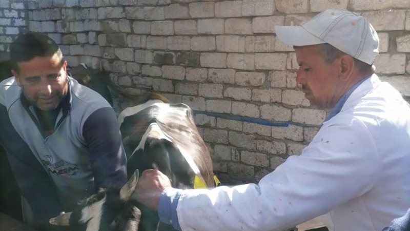 تطعيم 24735 رأس ماشية