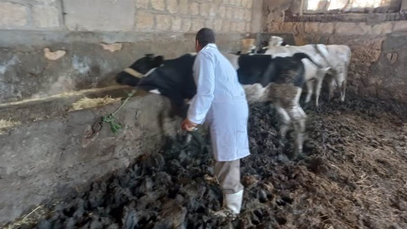 تحصين ١٤٦ الف رأس