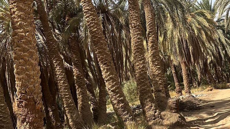 محافظ الإسكندرية