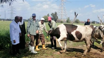 تحصين 156 ألف رأس ماشية خلال الحملة القومية للتحصين المواشي بالبحيرة