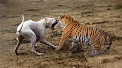 هل يستطيع أكبر كلب هزيمة أصغر نمر في العالم؟